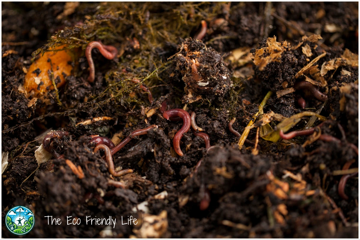 An Image Showing A Worm Bin - Vermicomposting