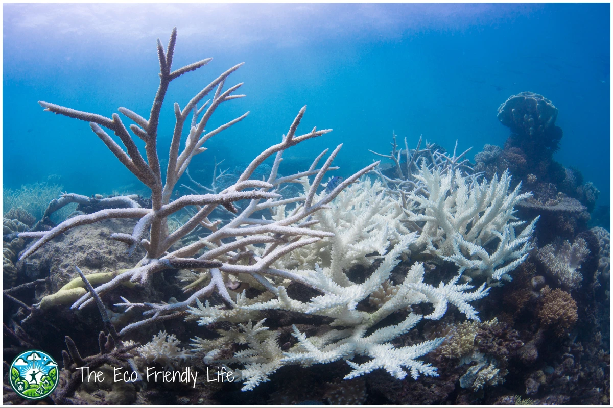 An image showing Coral bleaching on the Great Barrier Reef 2017