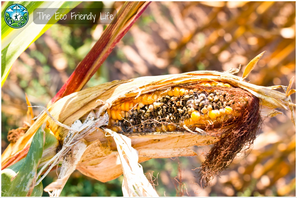 An image showing crop damage caused by extreme heat