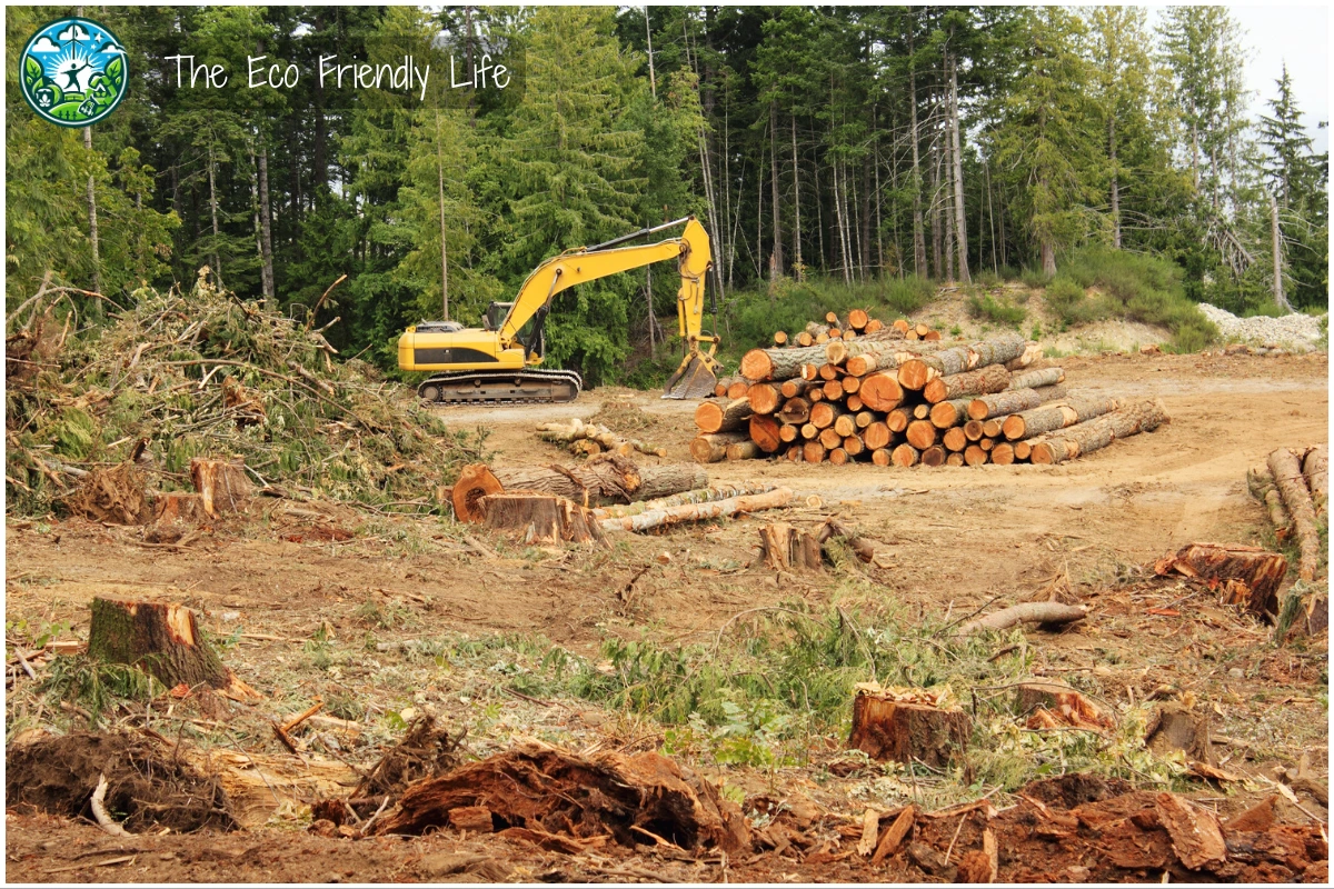 An Image Showing Deforestation