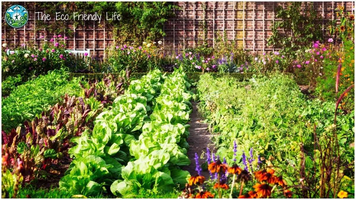 An Image Relating To How To Start Your Own Organic Garden At Home